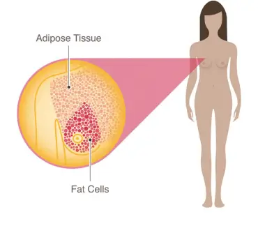 adipose-tissue